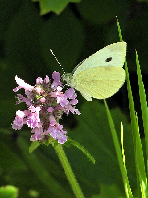 Piride du chou, ailes fermes