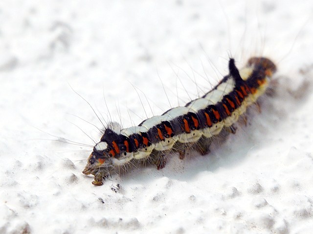 Psi, acronicta psi