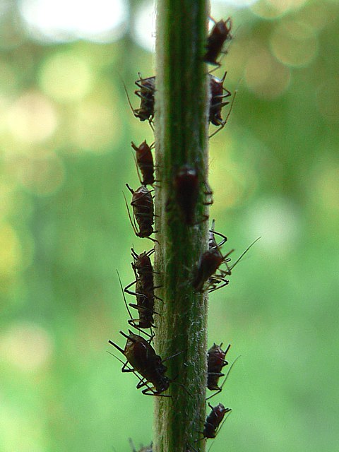Pucerons bruns - uroleucon jaceae aeneus