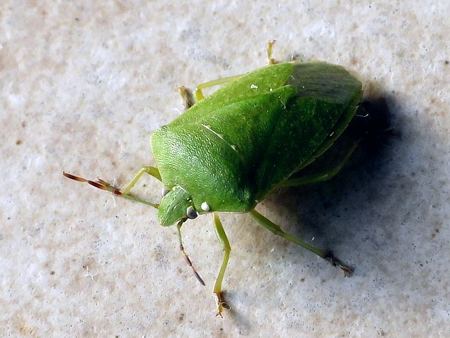 Punaise verte ponctuée, nezara viridula