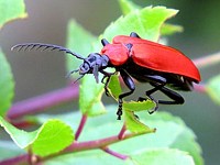 cardinal, pyrochroa coccinea