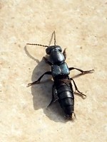 staphylin odorant, ocypus olens