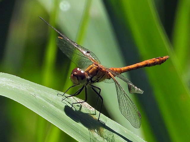 Symptrum  corps dprim, sympetrum depressiusculum