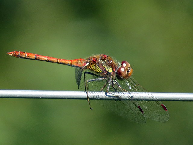 Symptrum  cts stris, sympetrum striolatum