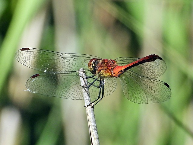 Sympétrum à côtés striés, sympetrum striolatum