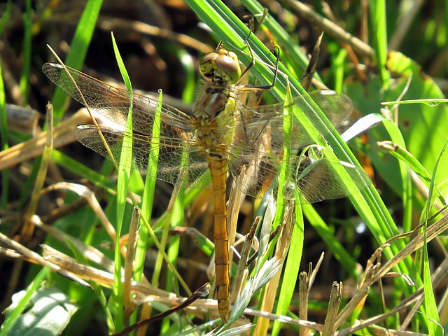 Symptrum mridional, sympetrum meridionale