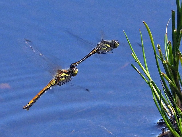 Sympétrum noir, simpetrum danae