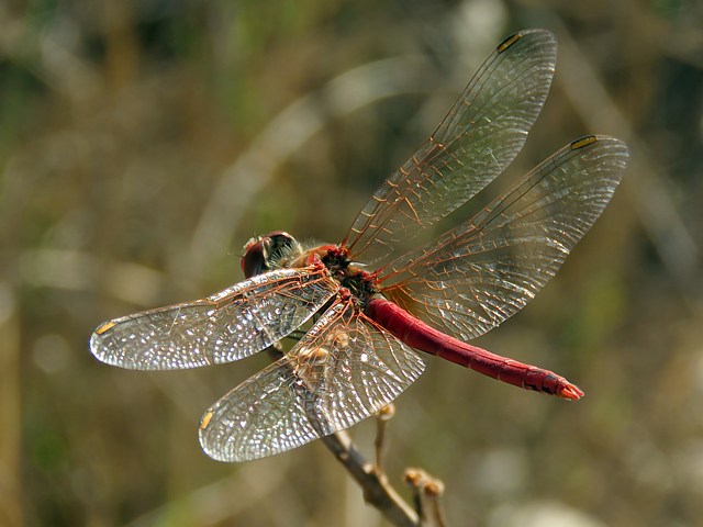 Symptrum  nervures rouges, sympetrum fonscolombii