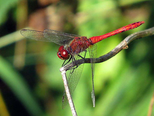 Symptrum rouge sang, sympetrum sanguineum