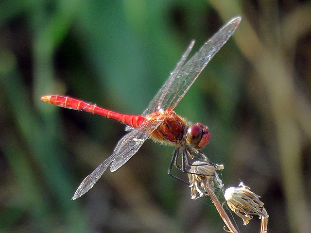 Sympétrum vulgaire, sympetrum vulgatum