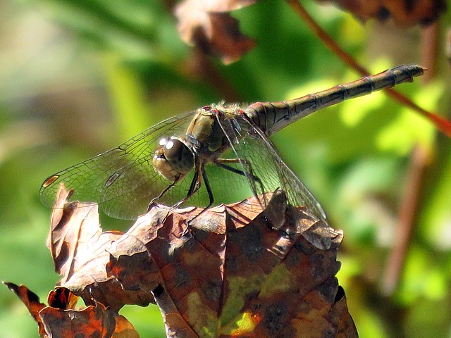 Sympétrum vulgaire, sympetrum vulgatum