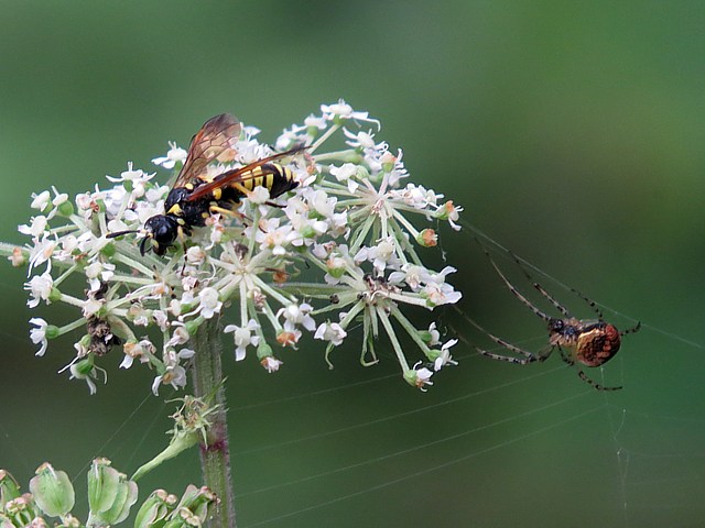 tenthrede, tenthredo scrophulariae