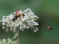 Tenthrède, tenthredo scrophulariae