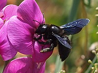 Xylocope violet, xylocopa violace