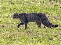 Chat sauvage, felis silvestris