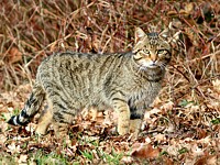 Chat sauvage ou chat forestier
