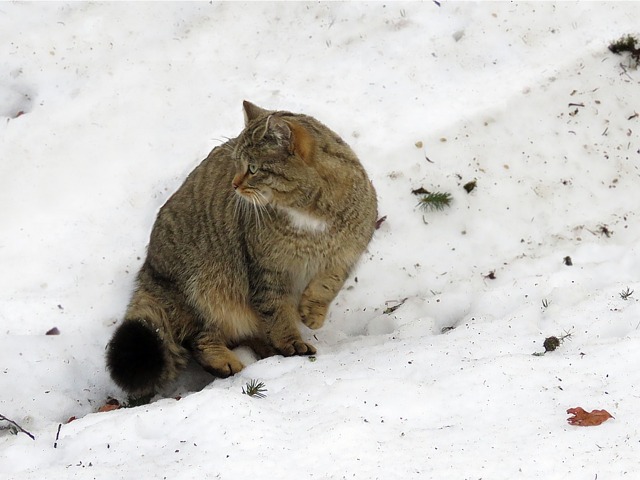 Chat forestier dans la neige
