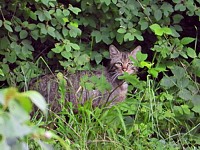 Chat sauvage en forêt