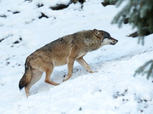 Loup commun, canis lupus lupus