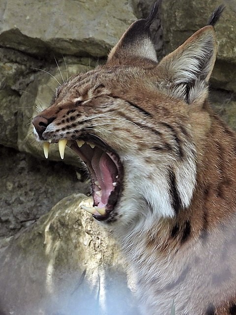 Mchoire de lynx