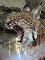 Mâchoire de lynx
