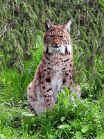 Lynx assis