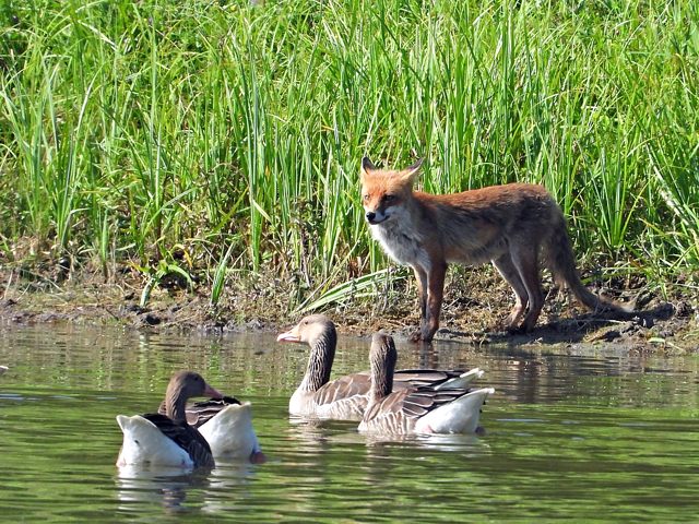 Renard assoiff