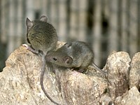 Deux souris grises