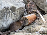 Surmulot , rat d'égout, rattus norvegicus