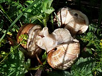 Accouplement d'escargots de Bourgogne