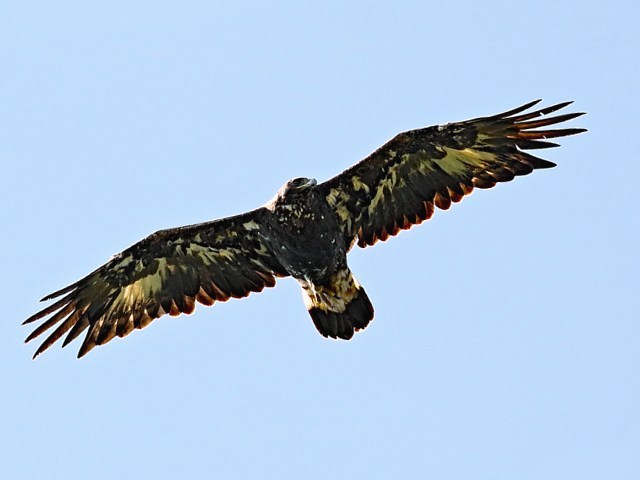 Aigle royal, aquila chrysaetos