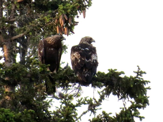 Couple d'aigles