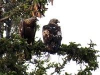 Couple d'aigles