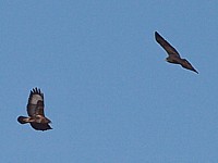 Aigle et buse variable