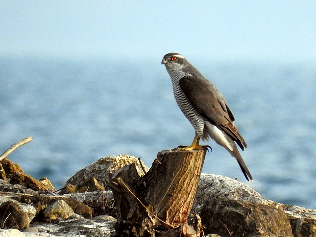 Autour des palombes, accipiter gentilis