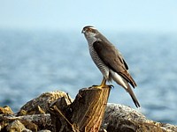 Autour des palombes, accipiter gentilis