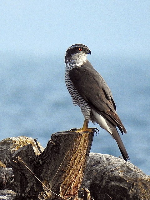 Autour des Palombes