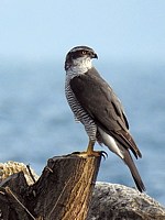 Autour des palombes posé