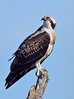 Balbuzard pêcheur, pandion haliaetus