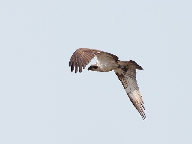 Balbuzard pcheur, pandion haliaetus