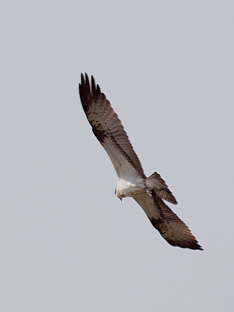 Balbuzard pcheur en vol plan