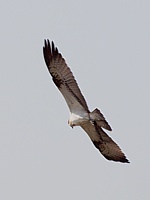 Vol plané du balbuzard pêcheur