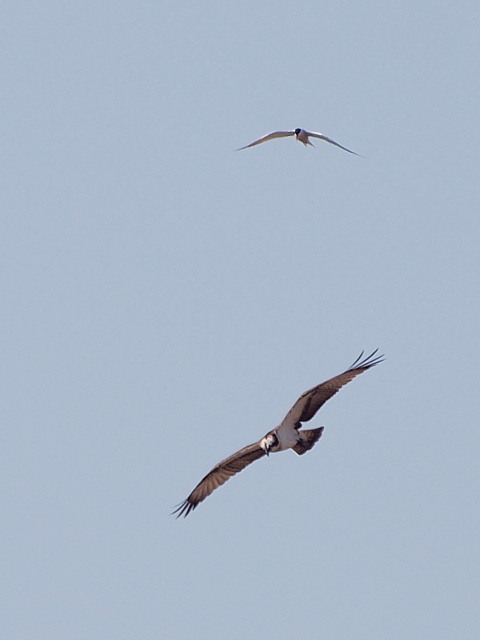 Sterne pierregarin et balbuzard pcheur