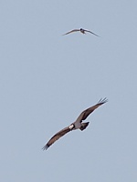 Balbuzard Attaqué par une sterne