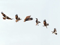 Séquences de vol du balbuzard