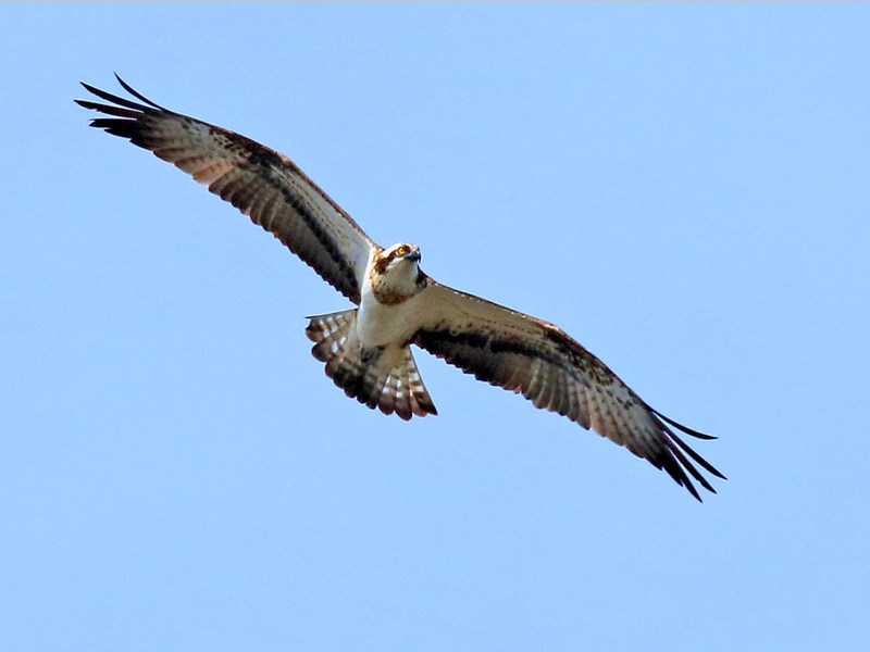 Balbuzard pcheur en vol