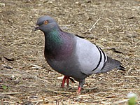 Pigeon biset, columba livia