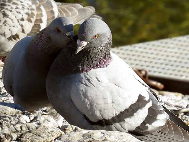 Couple de pigeons biset