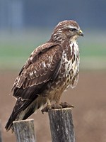 Buse variable, buteo buteo