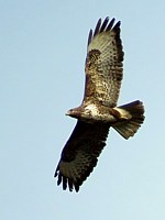 Buse variable en vol, buteo buteo